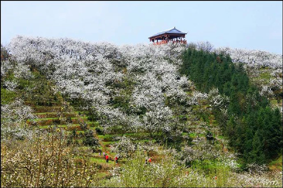 【春天，广西桂林灌阳县向您发出邀请！】我们在灌阳看梨花 - 游山玩水 - 鄂州生活社区 - 鄂州28生活网 ez.28life.net