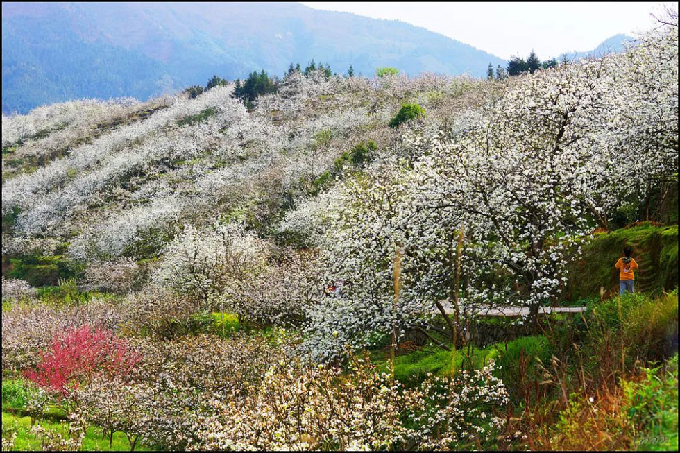 【春天，广西桂林灌阳县向您发出邀请！】我们在灌阳看梨花 - 游山玩水 - 鄂州生活社区 - 鄂州28生活网 ez.28life.net