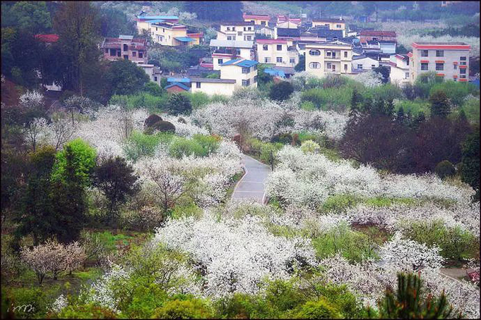 【春天，广西桂林灌阳县向您发出邀请！】我们在灌阳看梨花 - 游山玩水 - 鄂州生活社区 - 鄂州28生活网 ez.28life.net