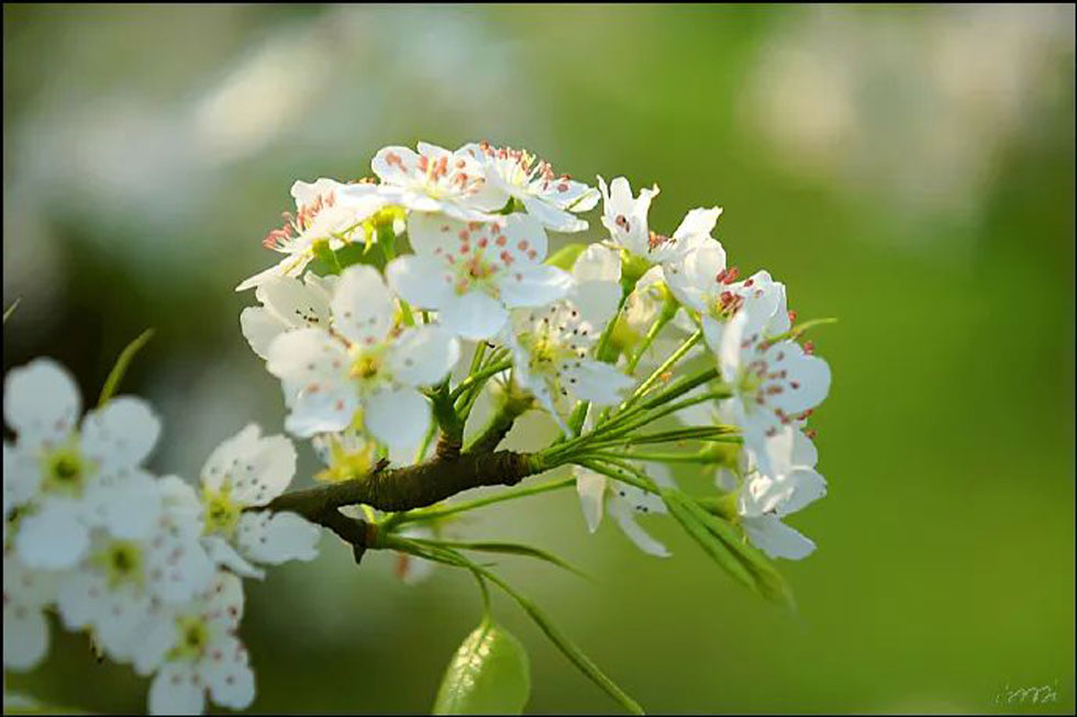 【春天，广西桂林灌阳县向您发出邀请！】我们在灌阳看梨花 - 游山玩水 - 鄂州生活社区 - 鄂州28生活网 ez.28life.net