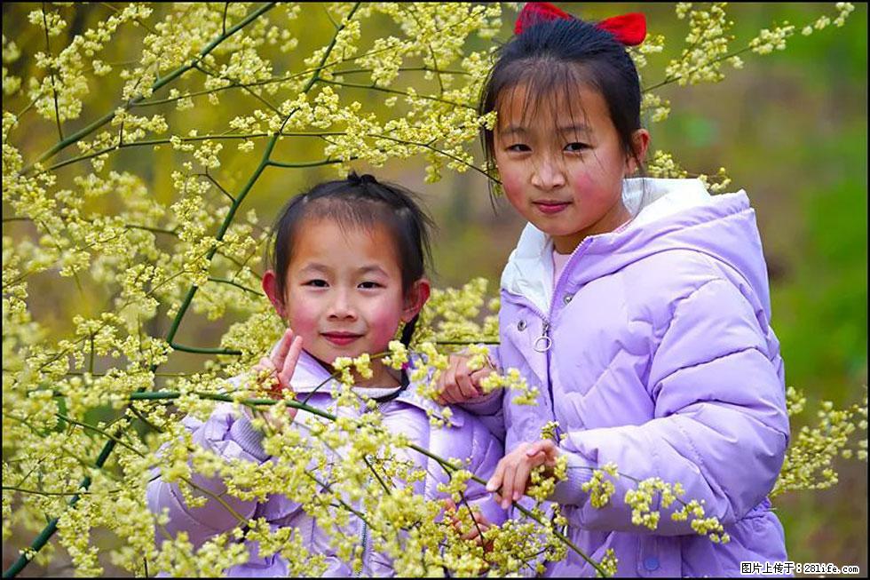 【春天，广西桂林灌阳县向您发出邀请！】米珠山前有片山苍子花在飘香 - 游山玩水 - 鄂州生活社区 - 鄂州28生活网 ez.28life.net