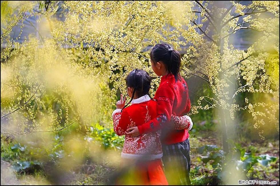 【春天，广西桂林灌阳县向您发出邀请！】米珠山前有片山苍子花在飘香 - 游山玩水 - 鄂州生活社区 - 鄂州28生活网 ez.28life.net