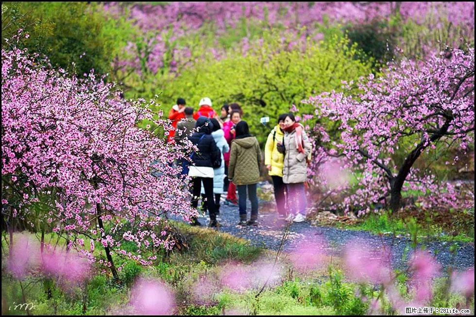 【春天,广西桂林灌阳县向您发出邀请!】官庄村有个醉美的桃花园 - 游山玩水 - 鄂州生活社区 - 鄂州28生活网 ez.28life.net