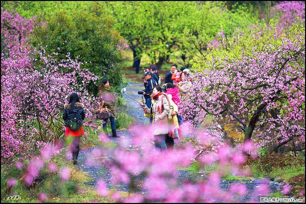 【春天,广西桂林灌阳县向您发出邀请!】官庄村有个醉美的桃花园 - 游山玩水 - 鄂州生活社区 - 鄂州28生活网 ez.28life.net