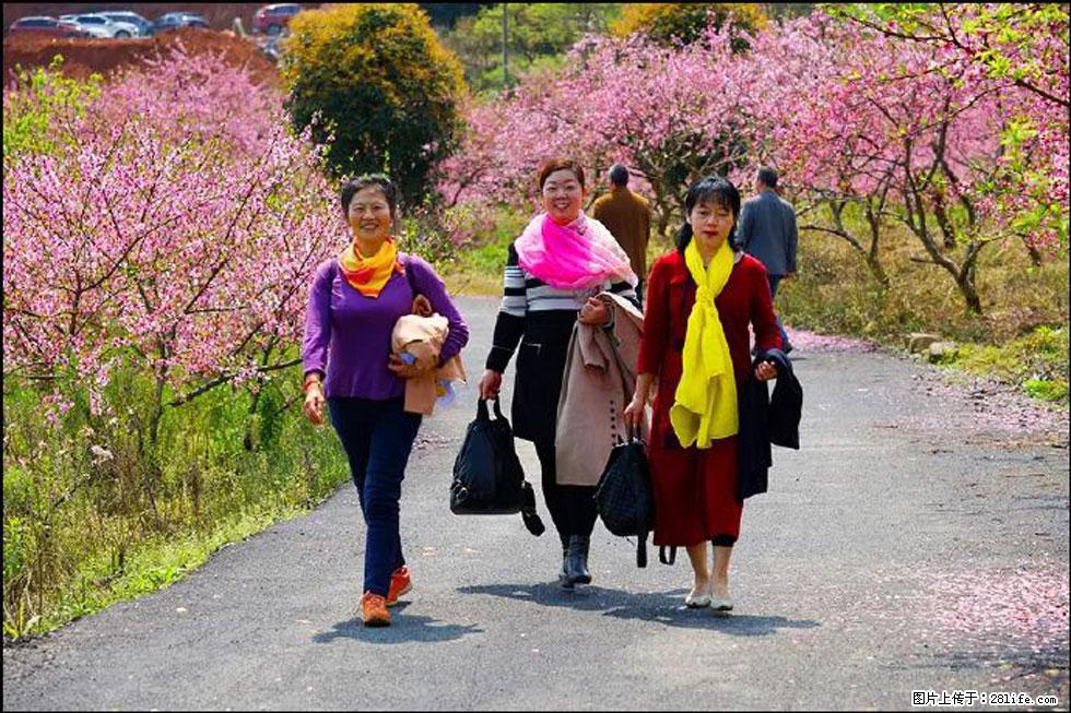 【春天,广西桂林灌阳县向您发出邀请!】官庄村有个醉美的桃花园 - 游山玩水 - 鄂州生活社区 - 鄂州28生活网 ez.28life.net