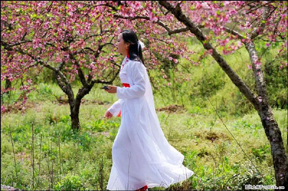 【春天,广西桂林灌阳县向您发出邀请!】官庄村有个醉美的桃花园 - 游山玩水 - 鄂州生活社区 - 鄂州28生活网 ez.28life.net