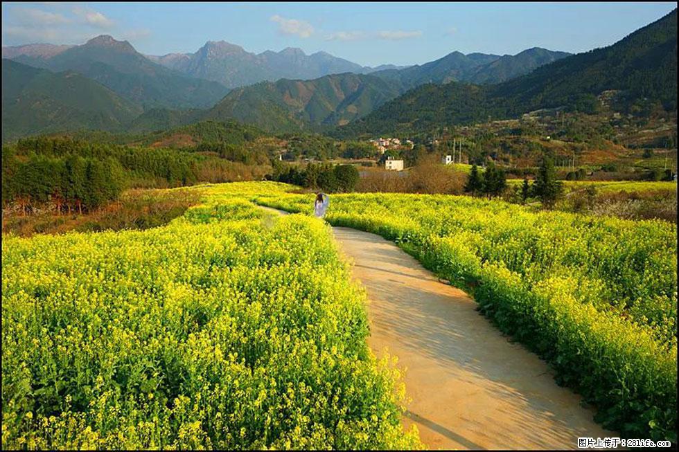 【春天，广西桂林灌阳县向您发出邀请！】长坪村油菜盛情花开 - 游山玩水 - 鄂州生活社区 - 鄂州28生活网 ez.28life.net
