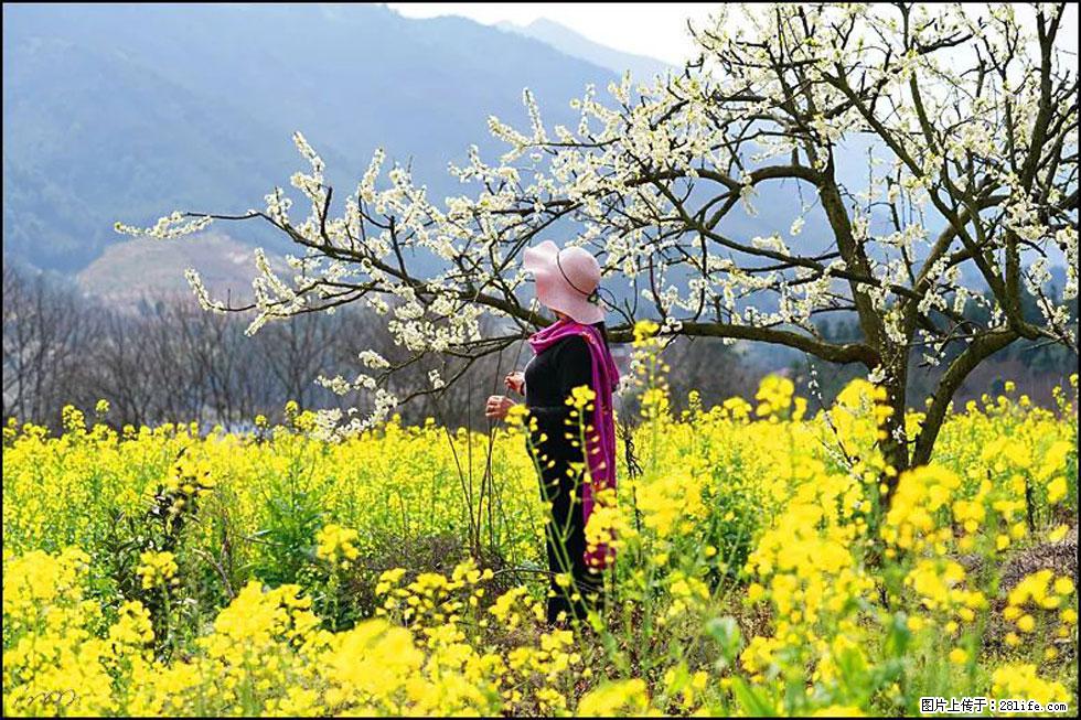 【春天，广西桂林灌阳县向您发出邀请！】长坪村油菜盛情花开 - 游山玩水 - 鄂州生活社区 - 鄂州28生活网 ez.28life.net