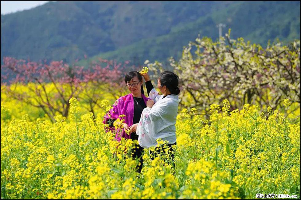 【春天，广西桂林灌阳县向您发出邀请！】长坪村油菜盛情花开 - 游山玩水 - 鄂州生活社区 - 鄂州28生活网 ez.28life.net