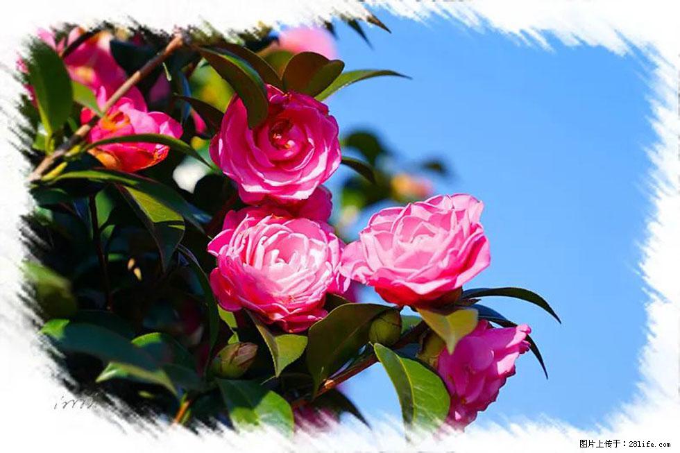 【春天,广西桂林灌阳县向您发出邀请!】杨柳井茶花惹人爱 - 游山玩水 - 鄂州生活社区 - 鄂州28生活网 ez.28life.net