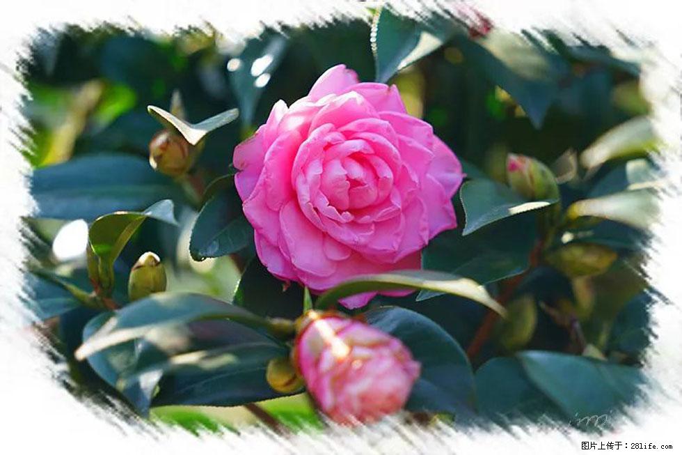 【春天,广西桂林灌阳县向您发出邀请!】杨柳井茶花惹人爱 - 游山玩水 - 鄂州生活社区 - 鄂州28生活网 ez.28life.net