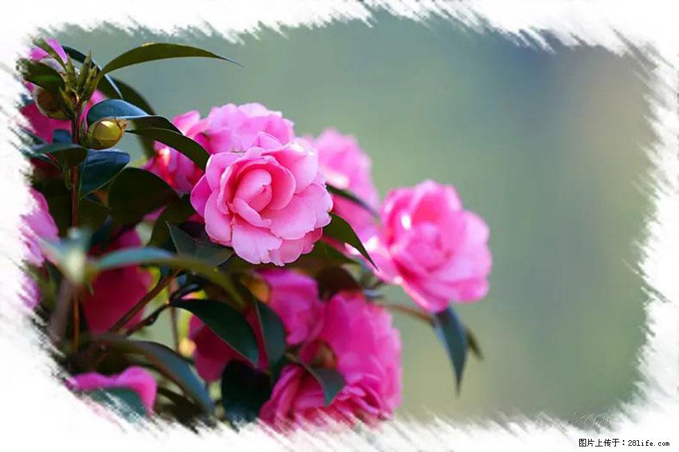 【春天,广西桂林灌阳县向您发出邀请!】杨柳井茶花惹人爱 - 游山玩水 - 鄂州生活社区 - 鄂州28生活网 ez.28life.net