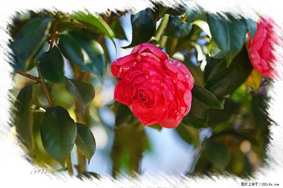 【春天,广西桂林灌阳县向您发出邀请!】杨柳井茶花惹人爱 - 游山玩水 - 鄂州生活社区 - 鄂州28生活网 ez.28life.net