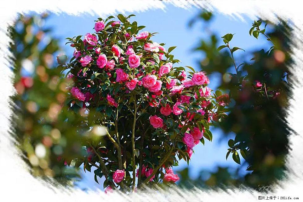 【春天,广西桂林灌阳县向您发出邀请!】杨柳井茶花惹人爱 - 游山玩水 - 鄂州生活社区 - 鄂州28生活网 ez.28life.net