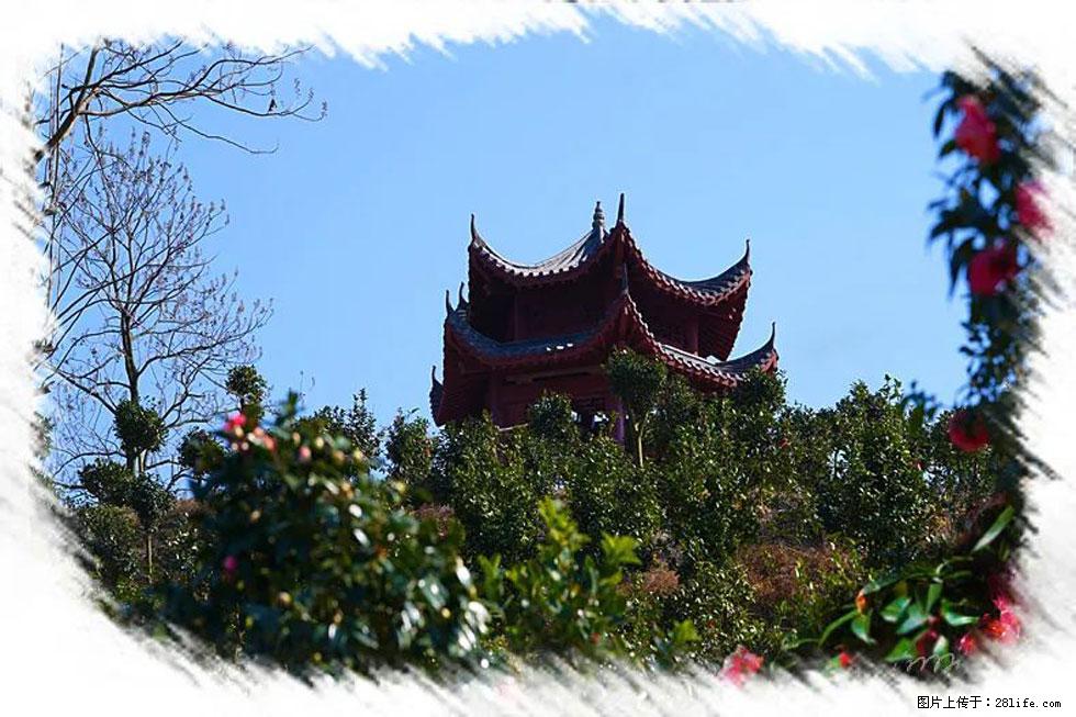 【春天,广西桂林灌阳县向您发出邀请!】杨柳井茶花惹人爱 - 游山玩水 - 鄂州生活社区 - 鄂州28生活网 ez.28life.net