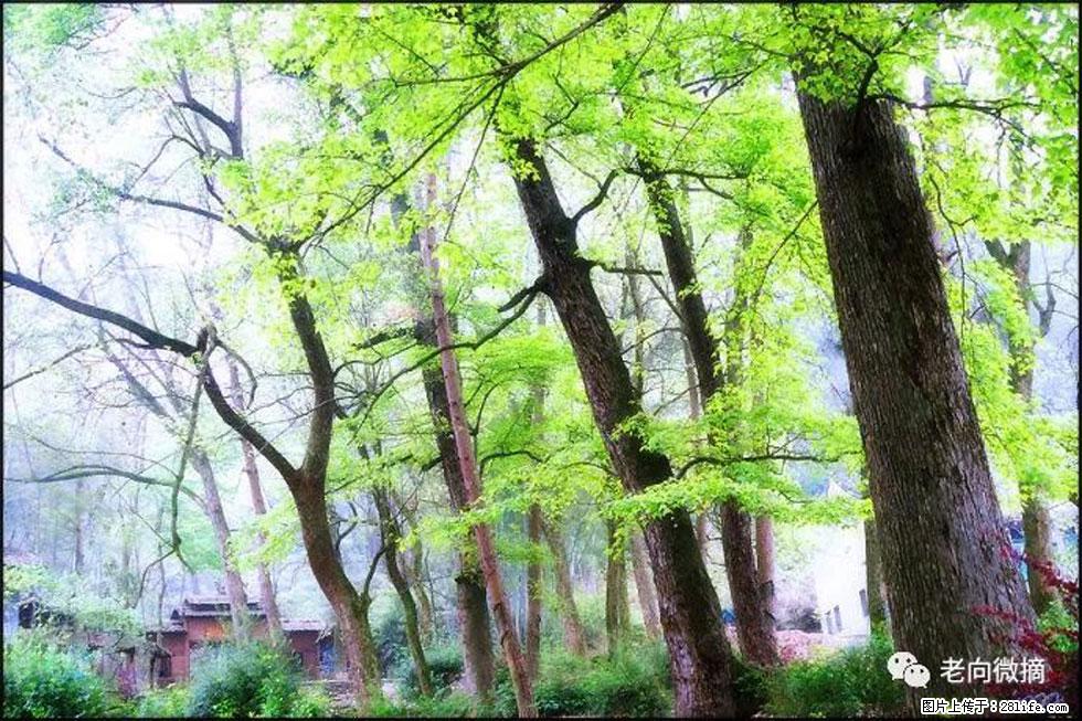 【春天，广西桂林灌阳县向您发出邀请！】在小龙村与春天约会 - 游山玩水 - 鄂州生活社区 - 鄂州28生活网 ez.28life.net