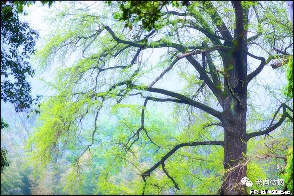 【春天，广西桂林灌阳县向您发出邀请！】在小龙村与春天约会 - 游山玩水 - 鄂州生活社区 - 鄂州28生活网 ez.28life.net