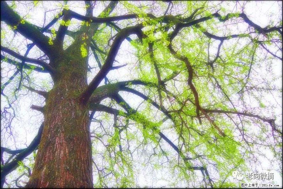 【春天，广西桂林灌阳县向您发出邀请！】在小龙村与春天约会 - 游山玩水 - 鄂州生活社区 - 鄂州28生活网 ez.28life.net