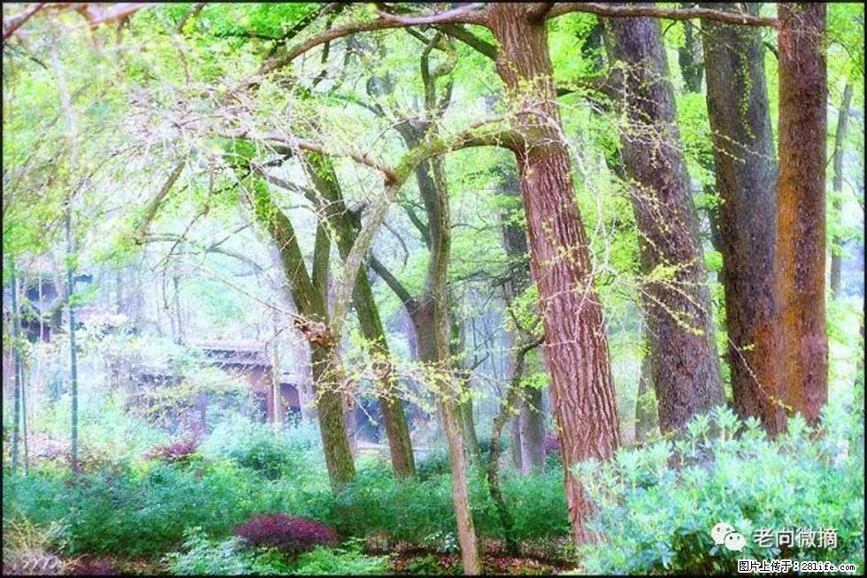 【春天，广西桂林灌阳县向您发出邀请！】在小龙村与春天约会 - 游山玩水 - 鄂州生活社区 - 鄂州28生活网 ez.28life.net
