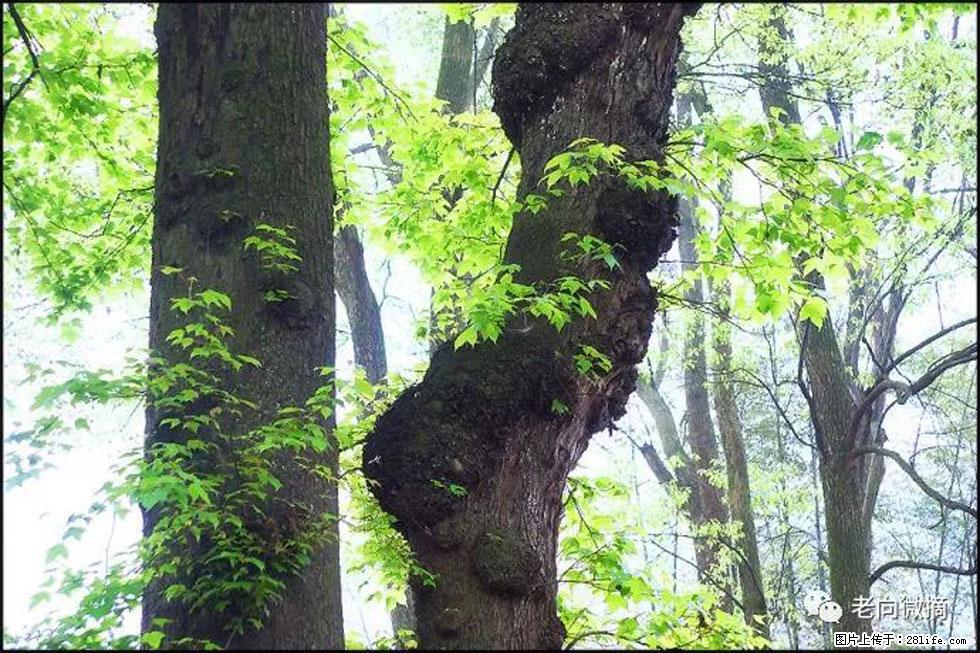 【春天，广西桂林灌阳县向您发出邀请！】在小龙村与春天约会 - 游山玩水 - 鄂州生活社区 - 鄂州28生活网 ez.28life.net