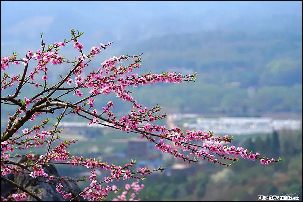 【春天,广西桂林灌阳县向您发出邀请!】望月岭上桃花开 - 游山玩水 - 鄂州生活社区 - 鄂州28生活网 ez.28life.net