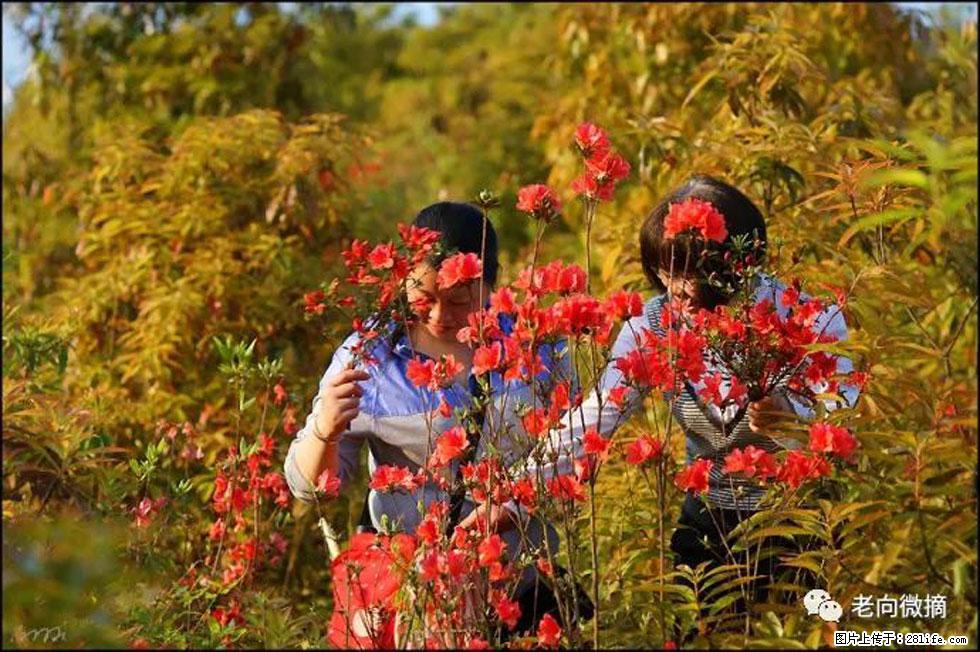 【春天，广西桂林灌阳县向您发出邀请！】登麒麟山，相约映山红 - 游山玩水 - 鄂州生活社区 - 鄂州28生活网 ez.28life.net