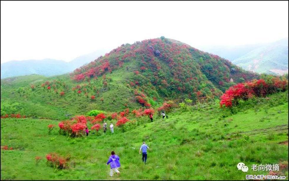 【春天，广西桂林灌阳县向您发出邀请！】宝盖山上映山红 - 游山玩水 - 鄂州生活社区 - 鄂州28生活网 ez.28life.net
