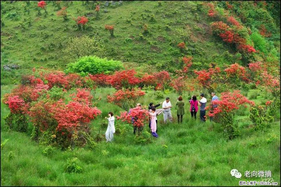 【春天，广西桂林灌阳县向您发出邀请！】宝盖山上映山红 - 游山玩水 - 鄂州生活社区 - 鄂州28生活网 ez.28life.net