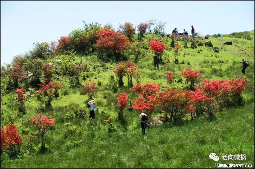 【春天，广西桂林灌阳县向您发出邀请！】宝盖山上映山红 - 游山玩水 - 鄂州生活社区 - 鄂州28生活网 ez.28life.net