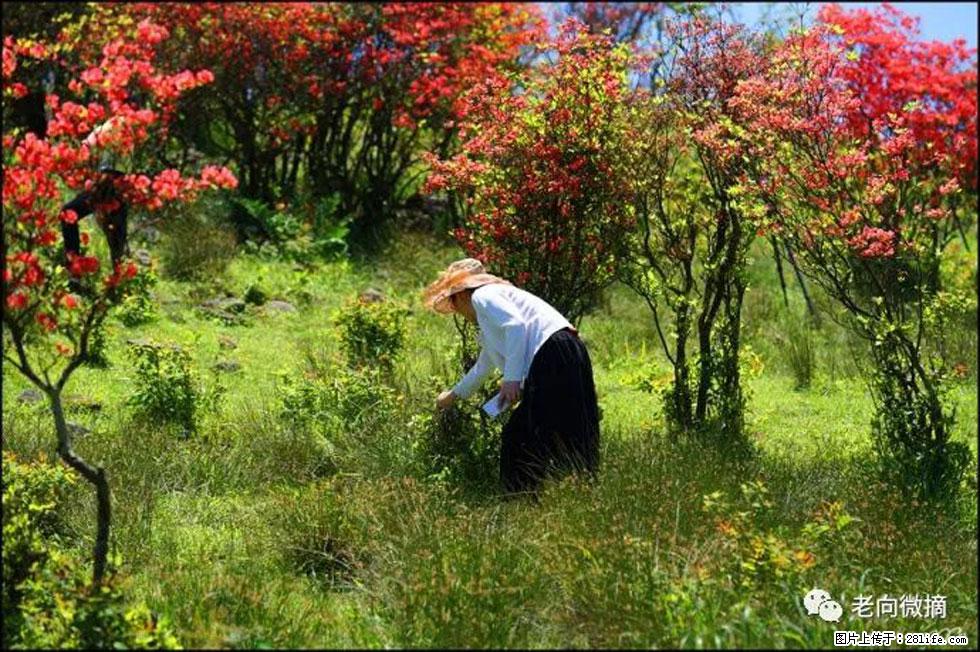 【春天，广西桂林灌阳县向您发出邀请！】宝盖山上映山红 - 游山玩水 - 鄂州生活社区 - 鄂州28生活网 ez.28life.net