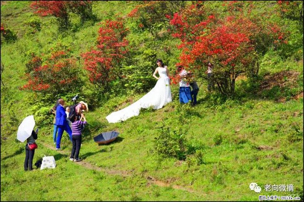 【春天，广西桂林灌阳县向您发出邀请！】宝盖山上映山红 - 游山玩水 - 鄂州生活社区 - 鄂州28生活网 ez.28life.net