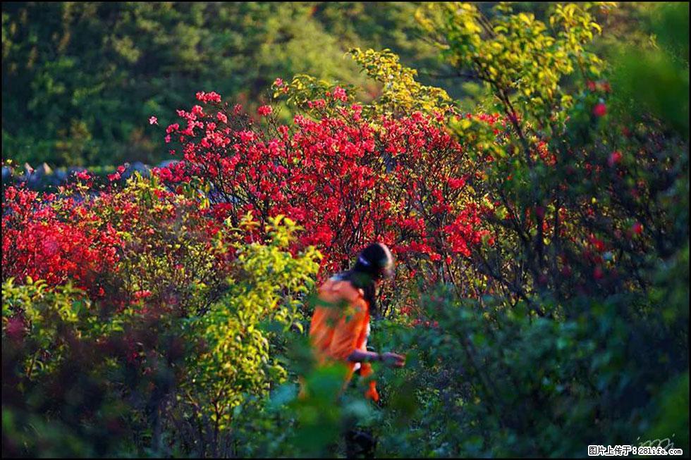 【春天,广西桂林灌阳县向您发出邀请!】春木界上映山红 - 游山玩水 - 鄂州生活社区 - 鄂州28生活网 ez.28life.net
