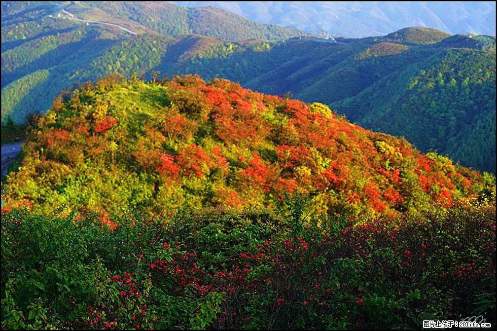 【春天,广西桂林灌阳县向您发出邀请!】春木界上映山红 - 游山玩水 - 鄂州生活社区 - 鄂州28生活网 ez.28life.net