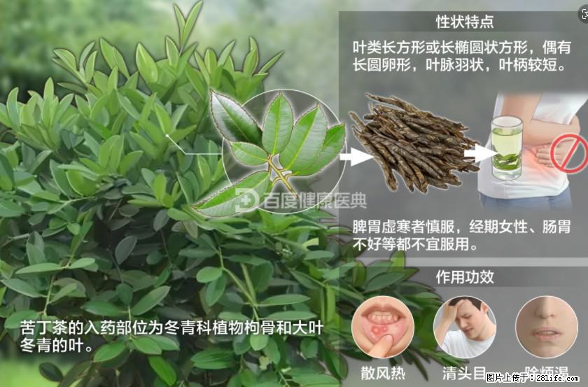 苦丁茶有哪些功效和作用 - 生活百科 - 鄂州生活社区 - 鄂州28生活网 ez.28life.net