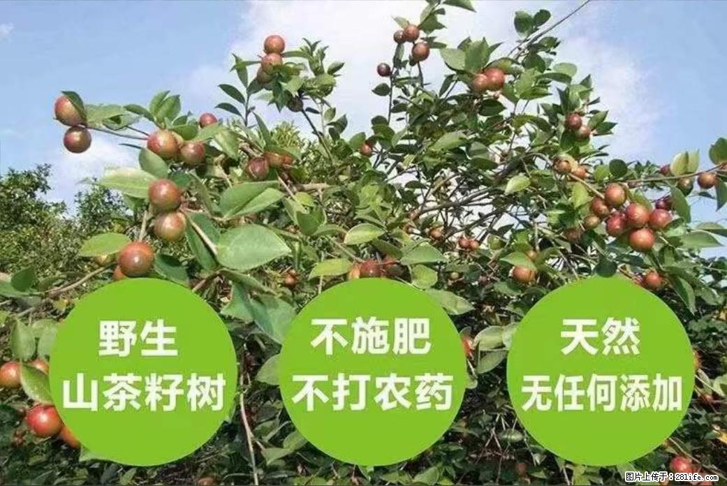 【灌阳县油茶产业示范区】一个有着充实的精神生活的人，对待身外之物自会有一种淡泊的态度 - 美食天地 - 鄂州生活社区 - 鄂州28生活网 ez.28life.net