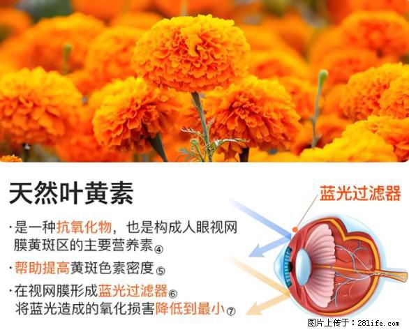 叶黄素有什么功效和作用 - 生活百科 - 鄂州生活社区 - 鄂州28生活网 ez.28life.net