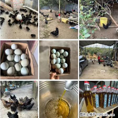 油茶园从小鸡仔开始养起的纯土鸡、土鸡蛋可以预定啦!还有前几天刚榨的纯山茶油哦 - 美食天地 - 鄂州生活社区 - 鄂州28生活网 ez.28life.net