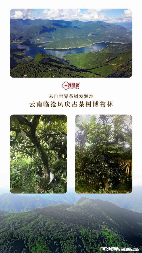 时间果百年古树2025年春红茶 - 购物交流 - 鄂州生活社区 - 鄂州28生活网 ez.28life.net