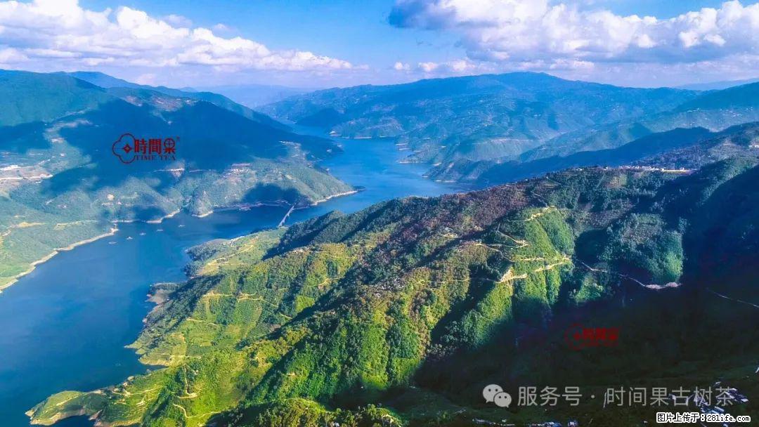 时间果百年古树龙珠普洱生茶 - 购物交流 - 鄂州生活社区 - 鄂州28生活网 ez.28life.net