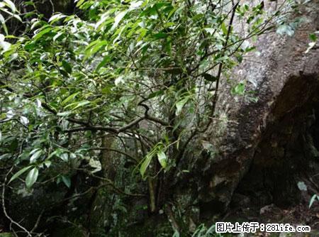 平乐石崖茶，珍贵仅次于金花茶 - 鄂州生活资讯 - 鄂州28生活网 ez.28life.net