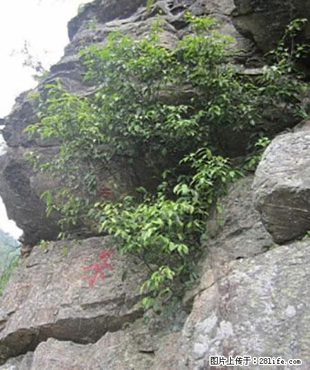 平乐石崖茶，珍贵仅次于金花茶 - 鄂州生活资讯 - 鄂州28生活网 ez.28life.net