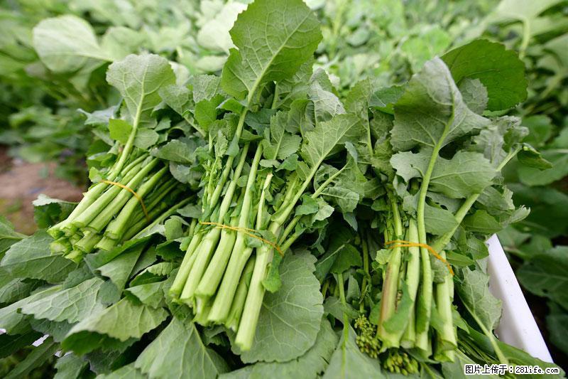 这些蔬菜是“天然钙片”，这6种被医生重点推荐 - 鄂州生活资讯 - 鄂州28生活网 ez.28life.net
